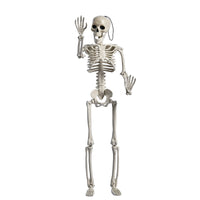 40cm Standing Skeleton